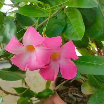 首页- am8亚美集团旗舰厅官网